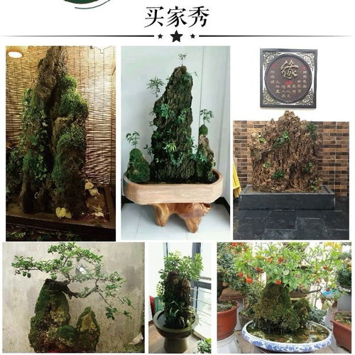 自然之韻，家居雅趣 上水石假山盆景的藝術魅力與裝飾妙用